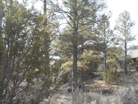 2239 Eagle Ln, Overgaard, AZ 85933 photo 7