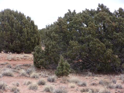 4102 Apache Rd, Snowflake, AZ 85937 photo 4