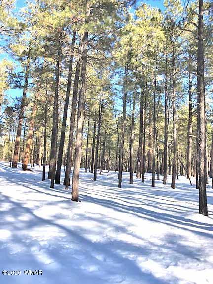 6 County Rd N2083, Alpine, AZ 85920 photo 12