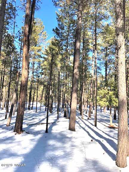 6 County Rd N2083, Alpine, AZ 85920 photo 6
