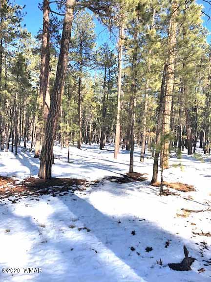 6 County Rd N2083, Alpine, AZ 85920 photo 3