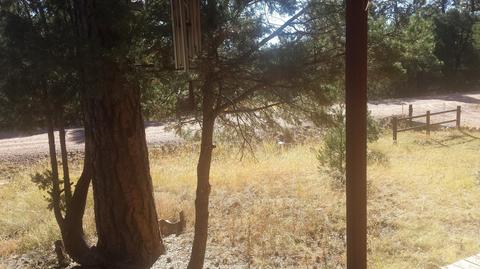 3554 Broken Arrow Rd, Overgaard, AZ 85933 photo 5