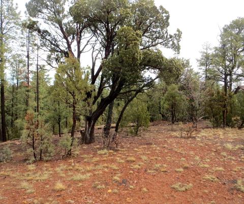 2286 Thunderbird Way, Overgaard, AZ 85933 photo 7