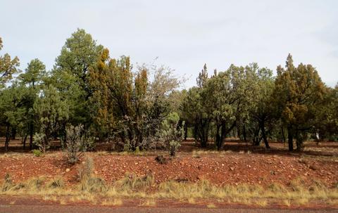 2286 Thunderbird Way, Overgaard, AZ 85933 photo 5