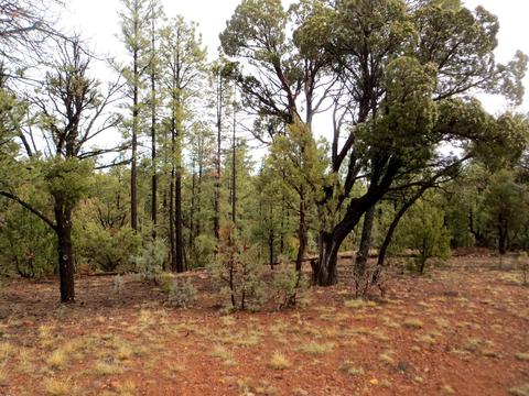 2286 Thunderbird Way, Overgaard, AZ 85933 photo 6