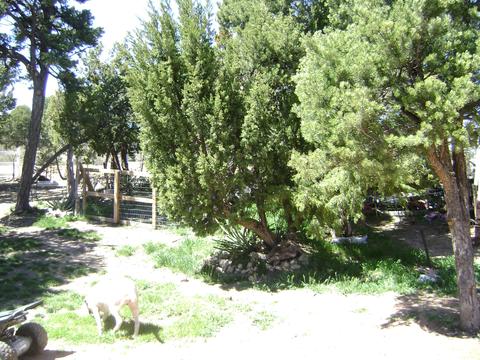 1995 Bradley Ln, Overgaard, AZ 85933 photo 3