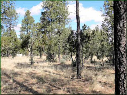 2864 Angel Trl, Overgaard, AZ 85933 photo 2