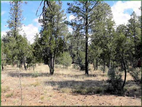 2864 Angel Trl, Overgaard, AZ 85933 photo 1