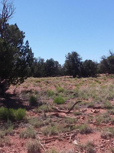 201 N9027, Concho, AZ 85924 photo 8