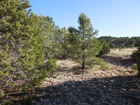 549 E 11th Ln, Eagar, AZ 85925 photo 62