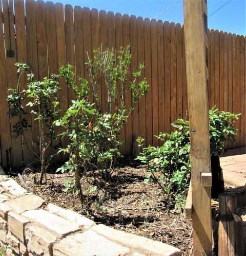 460 S 1st St, Snowflake, AZ 85937 photo 28