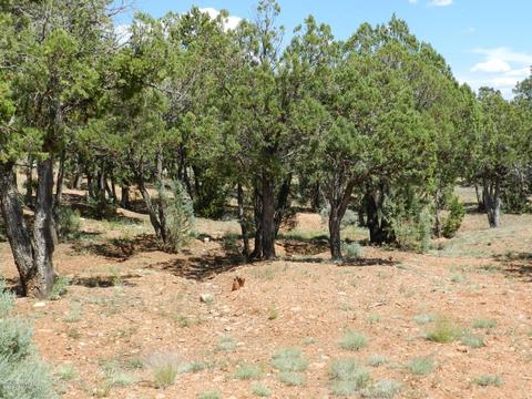 2764 Apollo Cir, Overgaard, AZ 85933 photo 11