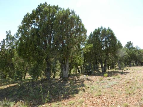 2764 Apollo Cir, Overgaard, AZ 85933 photo 16