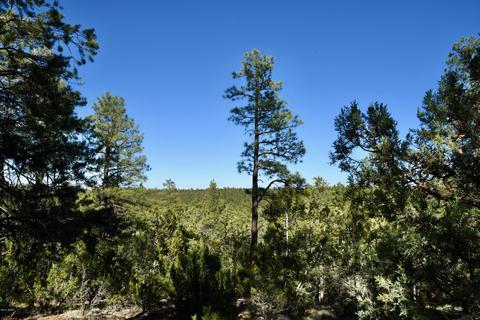 2981 Ranch House Rd, Overgaard, AZ 85933 photo 7