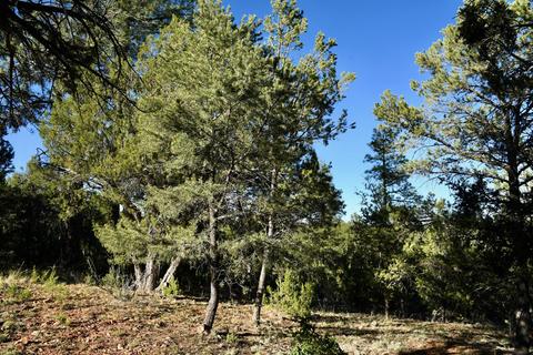 2981 Ranch House Rd, Overgaard, AZ 85933 photo 12