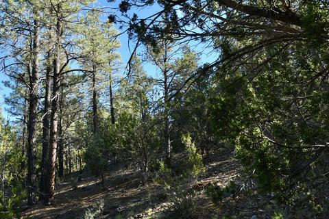 2981 Ranch House Rd, Overgaard, AZ 85933 photo 9