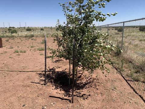 9634 E Concho Hwy, Snowflake, AZ 85937 photo 24