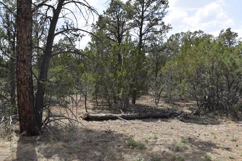 3338 Rustic Ct, Overgaard, AZ 85928 photo 4