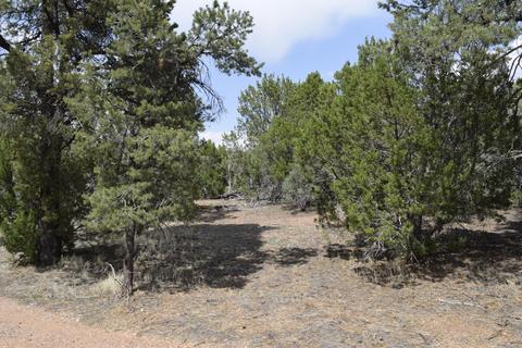 3338 Rustic Ct, Overgaard, AZ 85928 photo 9