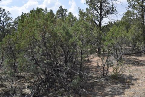 3338 Rustic Ct, Overgaard, AZ 85928 photo 7