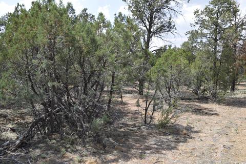 3338 Rustic Ct, Overgaard, AZ 85928 photo 6