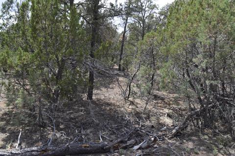 3338 Rustic Ct, Overgaard, AZ 85928 photo 8