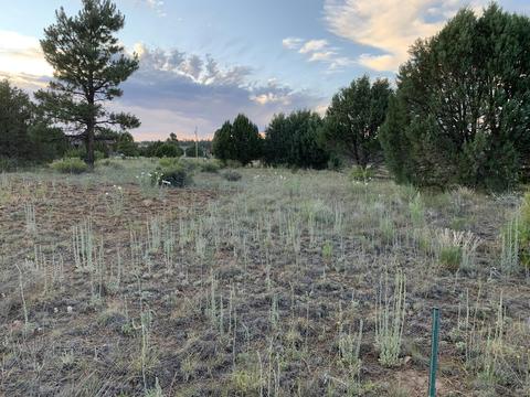 2227 Meadow Ln, Overgaard, AZ 85933 photo 1