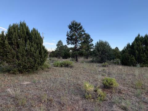 2227 Meadow Ln, Overgaard, AZ 85933 photo 2