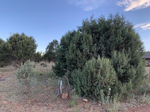 2227 Meadow Ln, Overgaard, AZ 85933 photo 8