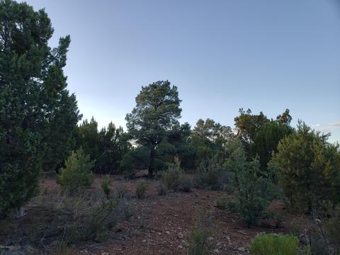 2976 E Lookout Ln, Overgaard, AZ 85933 photo 4