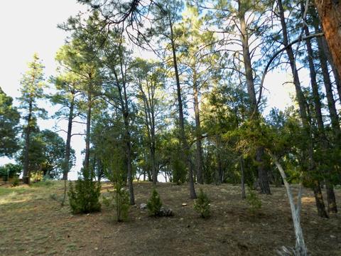 2335 Puma Cir, Overgaard, AZ 85933 photo 12
