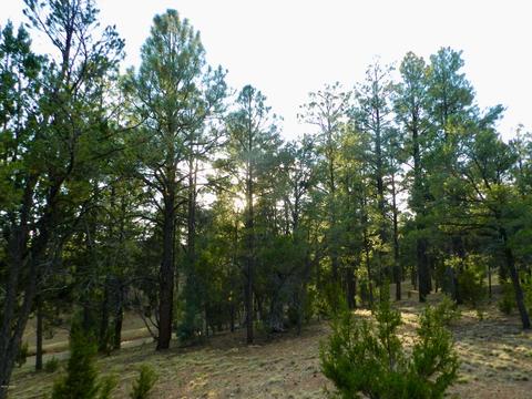 2335 Puma Cir, Overgaard, AZ 85933 photo 9