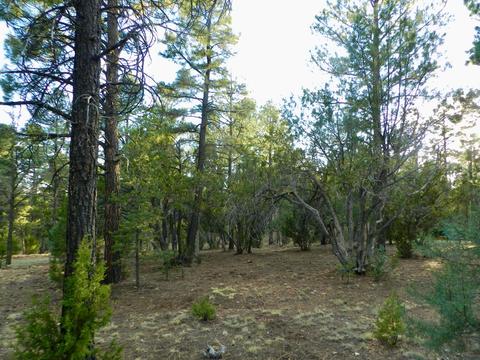 2335 Puma Cir, Overgaard, AZ 85933 photo 7