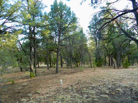 2335 Puma Cir, Overgaard, AZ 85933 photo 8
