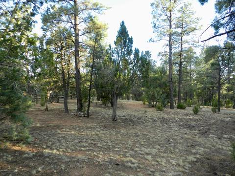 2335 Puma Cir, Overgaard, AZ 85933 photo 6