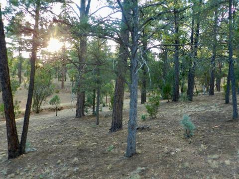 2335 Puma Cir, Overgaard, AZ 85933 photo 10