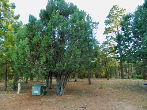 2335 Puma Cir, Overgaard, AZ 85933 photo 3
