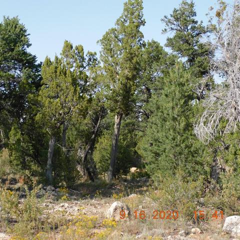 3154 Trails End, Overgaard, AZ 85933 photo 3