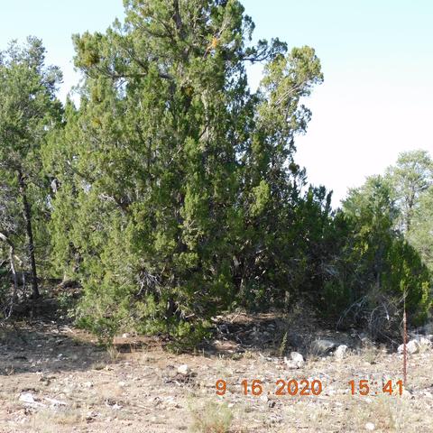 3154 Trails End, Overgaard, AZ 85933 photo 2