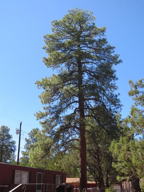 2189 Last Trl, Overgaard, AZ 85933 photo 3