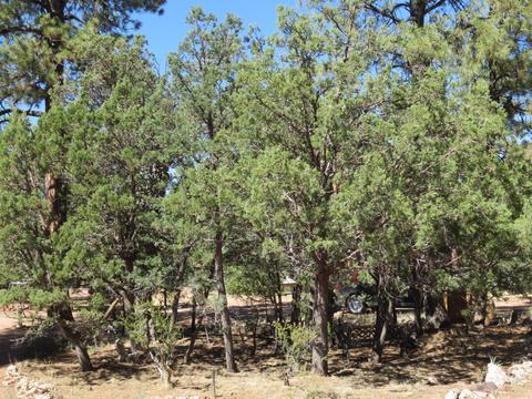 2189 Last Trl, Overgaard, AZ 85933 photo 5