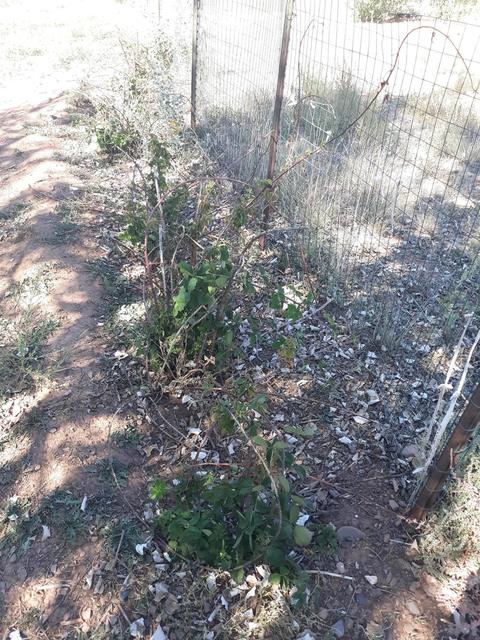 5492 Cedar St, Taylor, AZ 85939 photo 6
