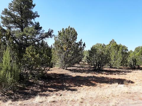 2958 E Lookout Ln, Overgaard, AZ 85933 photo 1
