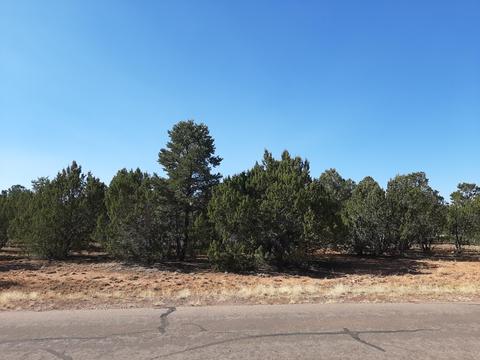 2958 E Lookout Ln, Overgaard, AZ 85933 photo 3