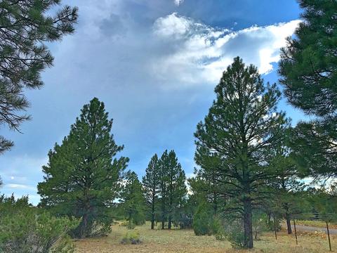 3383 Tonto Dr, Overgaard, AZ 85933 photo 2