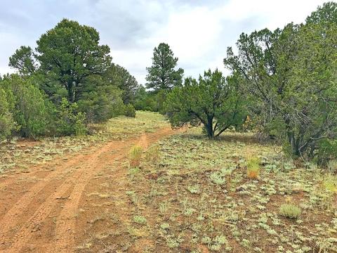 3383 Tonto Dr, Overgaard, AZ 85933 photo 3