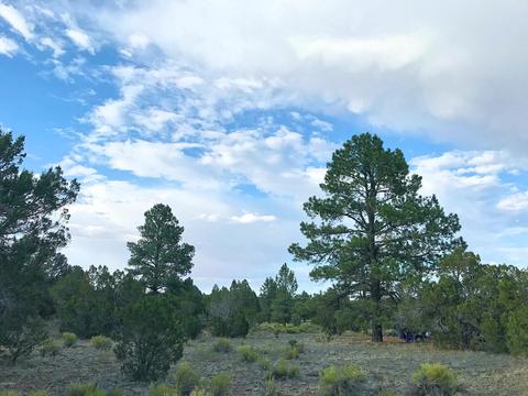 3383 Tonto Dr, Overgaard, AZ 85933 photo 12