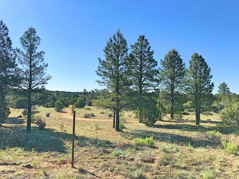 3383 Tonto Dr, Overgaard, AZ 85933 photo 1