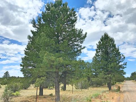 3383 Tonto Dr, Overgaard, AZ 85933 photo 11