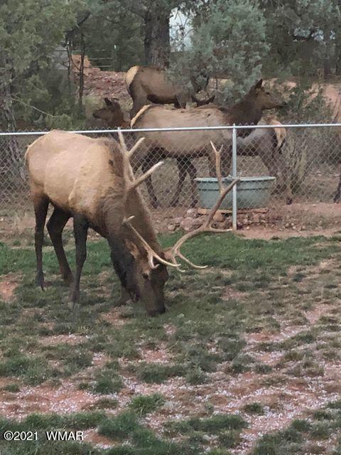 3810 N Anvil Rd, Pine, AZ 85544 photo 102